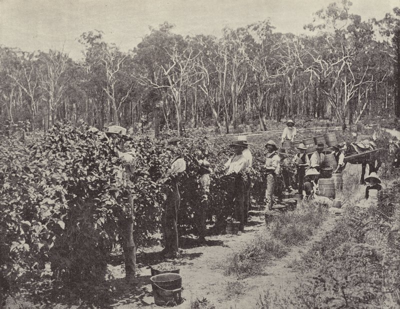 Zbieracze malin w pracy, Wandin Yallock autorstwa English Photographer
