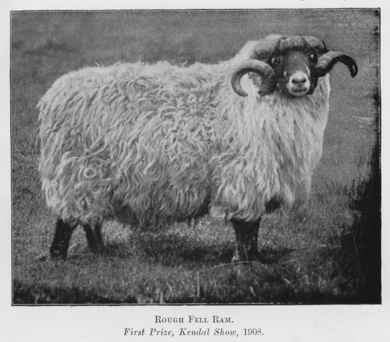 Rough Fell Ram, pierwsza nagroda, Kendal Show autorstwa English Photographer