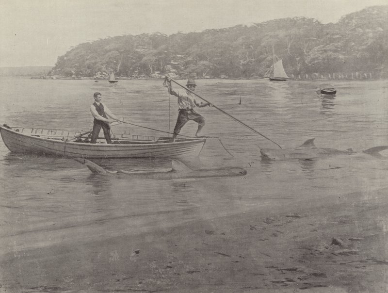 Łowienie rekinów, Chowder Bay autorstwa English Photographer