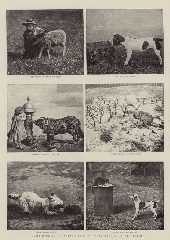 Niektóre badania życia zwierząt za pomocą fotografii chwilowej autorstwa English Photographer