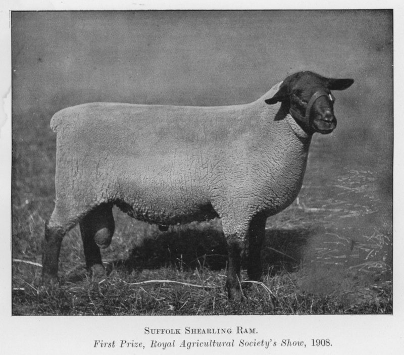 Suffolk Shearling Ram, pierwsza nagroda, Royal Agricultural Society