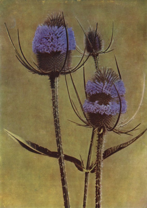 Teasel (zdjęcie) autorstwa English Photographer
