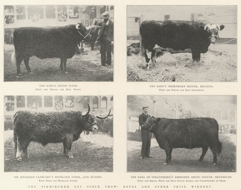The Birmingham Fat Stock Show, Royal i inni zdobywcy nagród autorstwa English Photographer