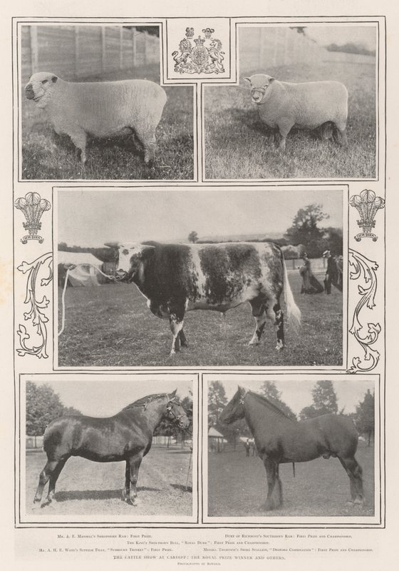 The Cattle Show w Cardiff, zdobywca nagrody królewskiej i inni autorstwa English Photographer