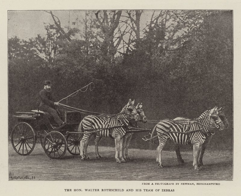 Szanowny Walter Rothschild i jego Zespół Zebr autorstwa English Photographer