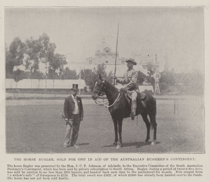 Horse Bugler, sprzedany za 2627 funtów w ramach pomocy kontyngentowi australijskich Buszmenów w Adelajdzie. Ilustracja do The Illustrated London News, 26 maja 1900 r autorstwa English Photographer