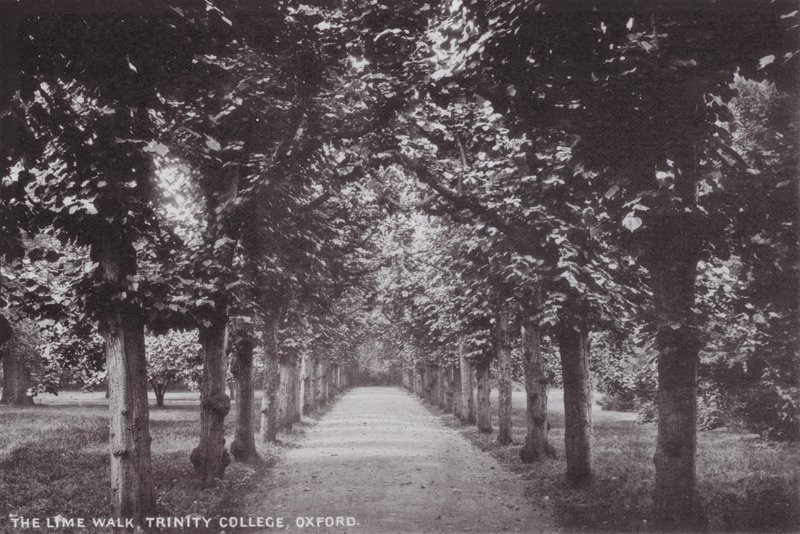 The Lime Walk, Trinity College, Oksford autorstwa English Photographer