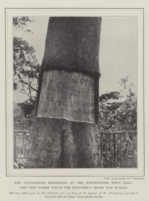 Wystawa Livingstone