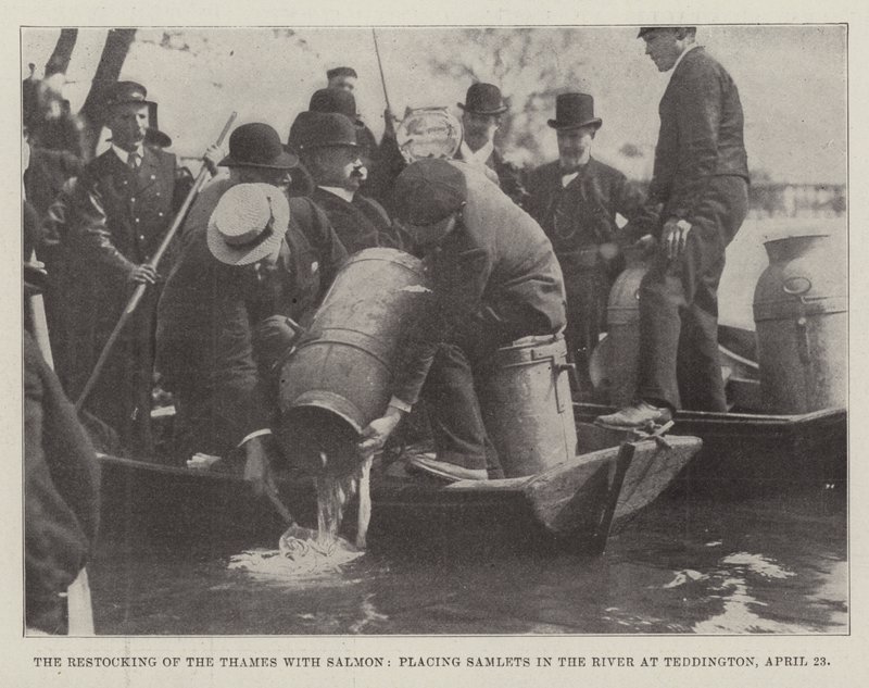 Zarybianie Tamizy łososiem, umieszczanie Samletów w rzece w Teddington, 23 kwietnia autorstwa English Photographer