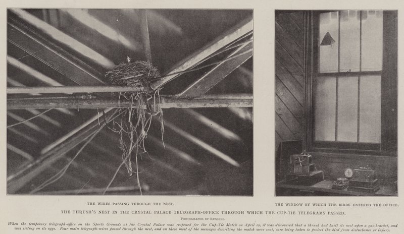 Gniazdo drozda w biurze telegraficznym Crystal Palace, przez które przechodziły telegramy z kubkiem autorstwa English Photographer