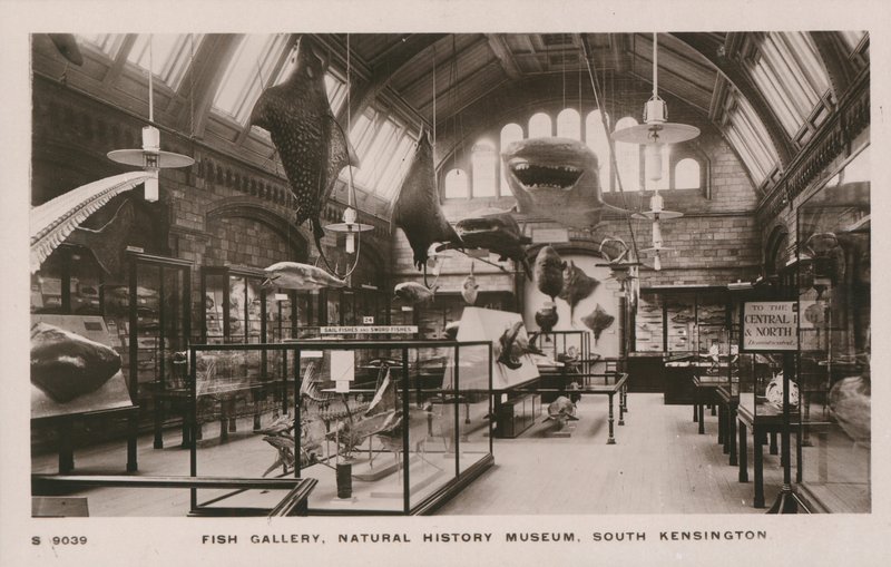 Muzeum Wiktorii i Alberta, South Kensington, Londyn, galeria ryb autorstwa English Photographer
