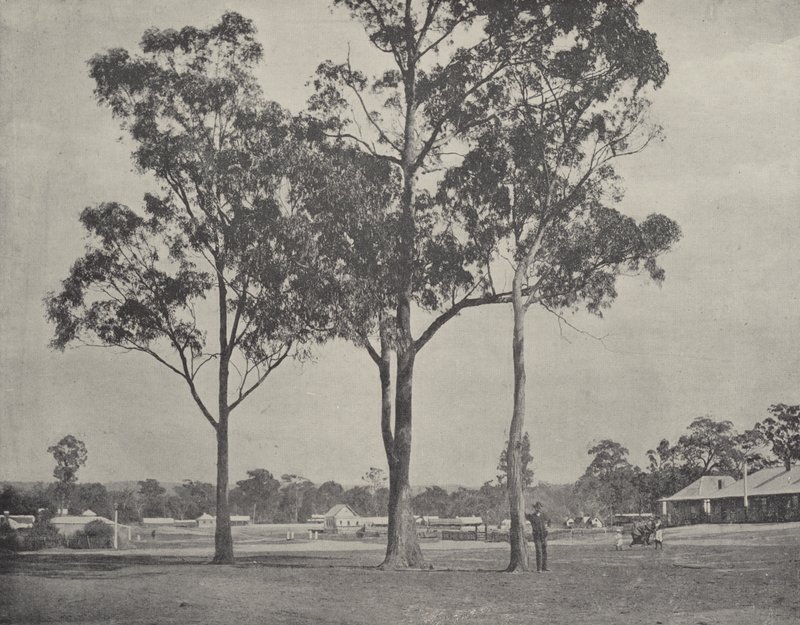 Toongabbie autorstwa English Photographer