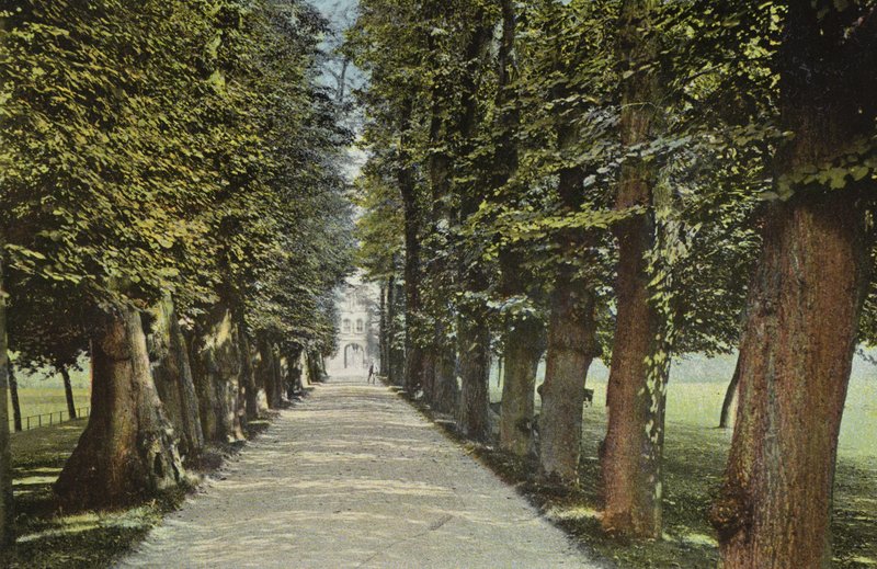 Trinity College, Aleja autorstwa English Photographer