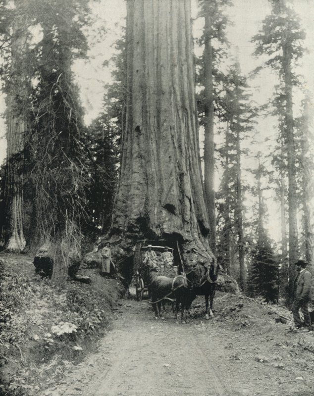 "Wawona" Big Tree, Mariposa Grove, Kalifornia (zdjęcie czarno-białe) autorstwa English Photographer