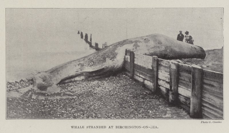 Wieloryb wyrzucony na brzeg w Birchington-on-Sea autorstwa English Photographer