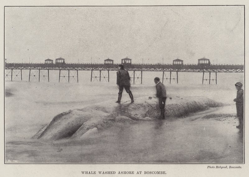 Wieloryb wyrzucony na brzeg w Boscombe autorstwa English Photographer