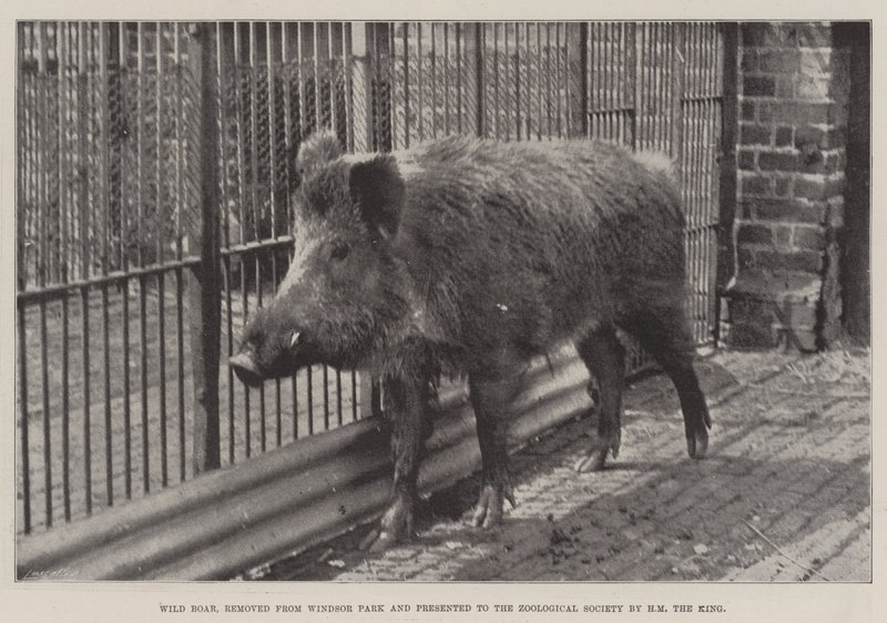 Dzik, usunięty z Windsor Park i przekazany Towarzystwu Zoologicznemu przez HM the King autorstwa English Photographer