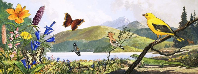 Dzika przyroda Europy Środkowej, ilustracja z "Krainy czarów natury autorstwa English Photographer