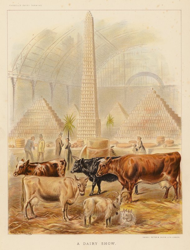 A Dairy Show (kolorowa litografia) autorstwa English School