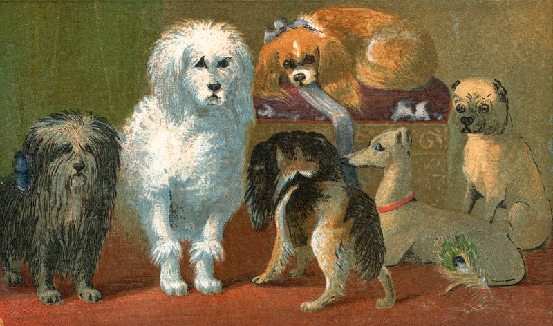 Skye terrier, pudel francuski, dwa spaniele, charcik włoski i pies mops autorstwa English School
