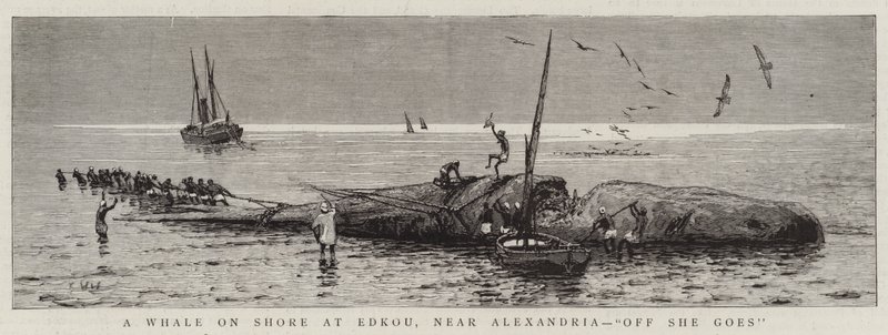 Wieloryb na brzegu w Edkou, niedaleko Aleksandrii, „Off She idzie” (rycina) autorstwa English School