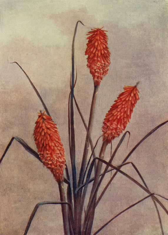 Wspaniały kwiat pochodni, Kniphofia Corallina Superba (kolorowa litografia) autorstwa English School