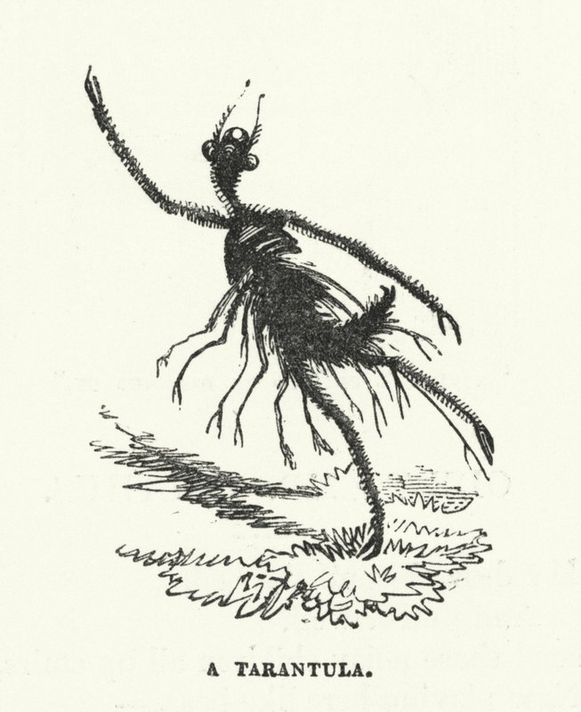 Tarantula (grawerunek) autorstwa English School