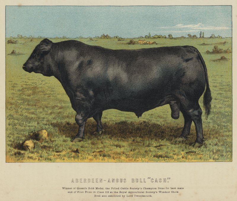 Aberdeen-Angus Bull "Cash" (kolorowa litografia) autorstwa English School