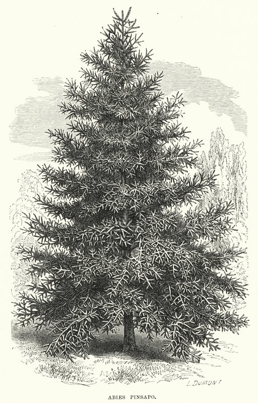 Abies Pinsapo (grawerowanie) autorstwa English School