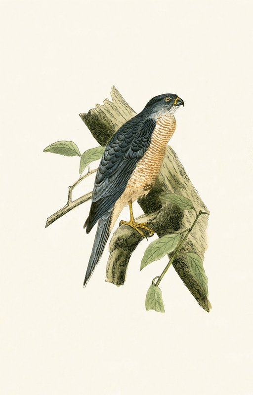 Accipiter Sphenurus, ilustracja z „Historii ptaków Europy nieobserwowanych na wyspach brytyjskich” Charlesa Roberta Bree (1811-86), opublikowana w 1867 r. autorstwa English School