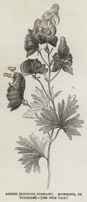 Tojad (Aconitum Napellus), Tojad zwyczajny lub Wolfsbane (rycina) autorstwa English School