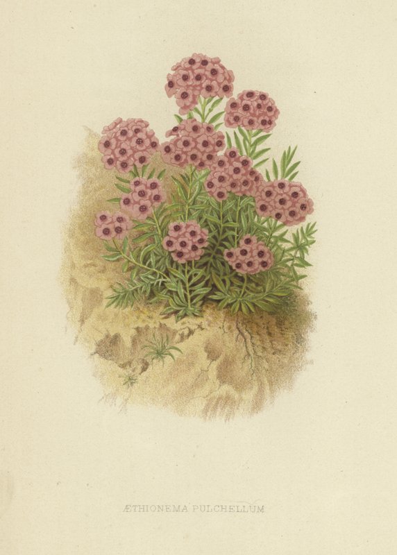 Aethiona pulchellum autorstwa English School
