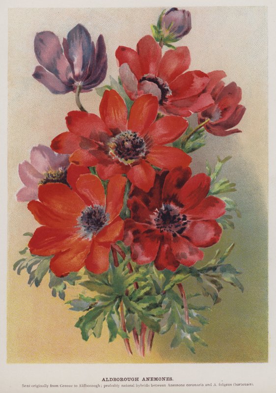 Zawilce Aldborough autorstwa English School
