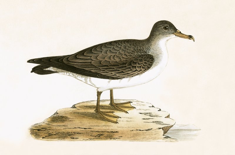 Algerian Cinereous Shearwater, ilustracja z "A History of the Birds of Europe Not Observed in the British Isles" autorstwa Charlesa Roberta Bree (1811-86), opublikowana w 1867 r. autorstwa English School