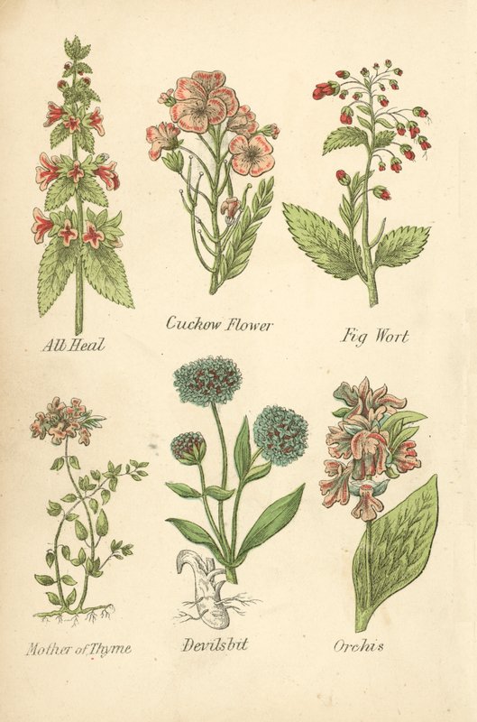All Heal, Cuckow Flower, Fig Wort, Mother of Thyme, Devilsbit, Orchis (kolorowa litografia) autorstwa English School