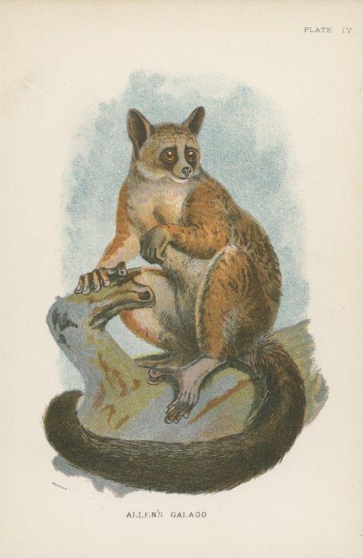 Galago Allena autorstwa English School