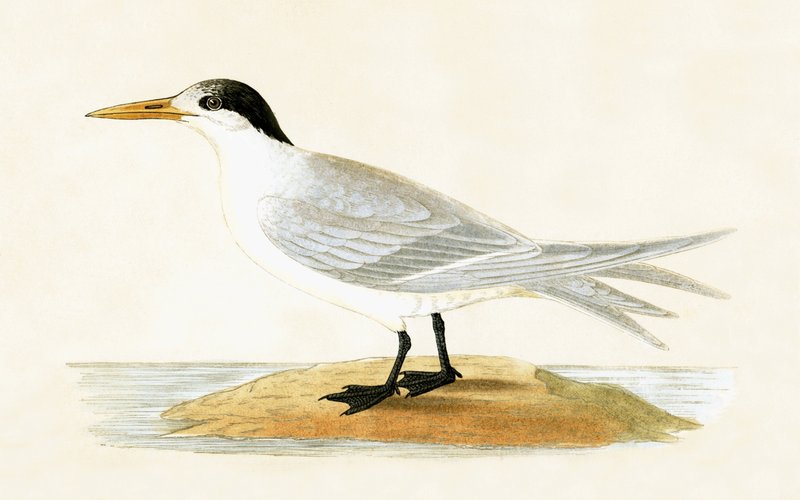 Rybitwa sprzymierzona, ilustracja z „Historii ptaków Europy nieobserwowanych na wyspach brytyjskich” Charlesa Roberta Bree (1811-86), opublikowana w 1867 r. autorstwa English School