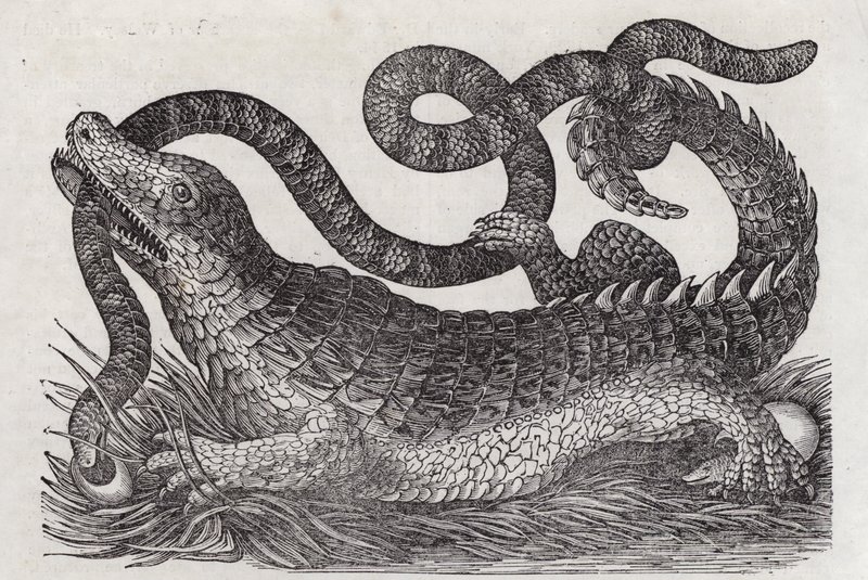 Aligator (grawerunek) autorstwa English School