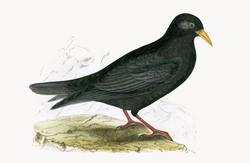 Alpine Chough, ilustracja z "A History of the Birds of Europe Not Observed in the British Isles" autorstwa Charlesa Roberta Bree (1811-86), opublikowana w 1867 r. autorstwa English School