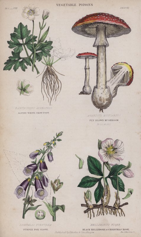 Biała alpejska kurza łapa; mucha brązowy grzyb; Rękawica z fioletowego lisa; Black Hellebore lub Christmas Rose (kolorowy grawerunek) autorstwa English School