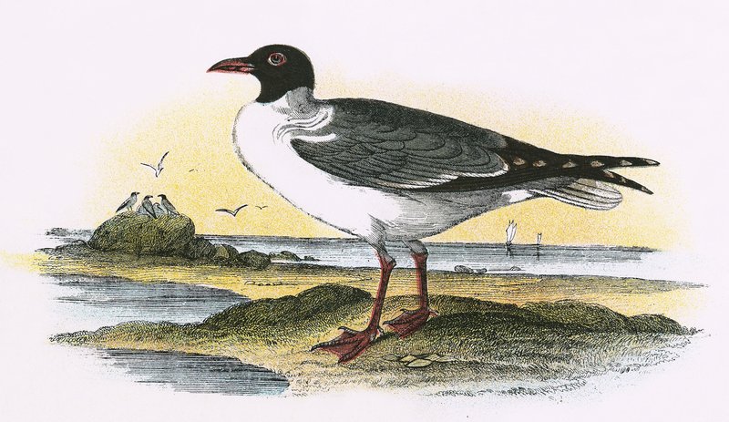 Amerikos juokingas Gullpoli autorstwa English School