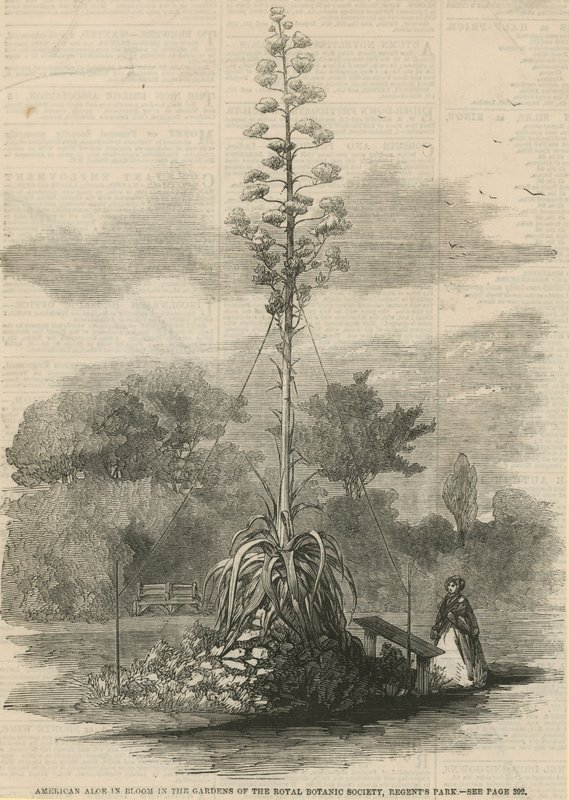 Amerykański aloes w rozkwicie autorstwa English School