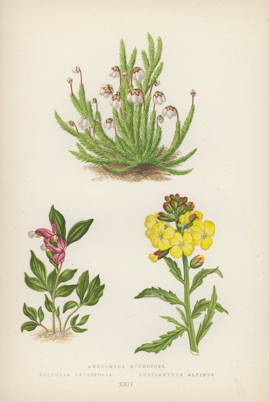 Andromeda hypnoides; Polygala Paucifolia; Cheiranthus Alpinus (kolorowa litografia) autorstwa English School