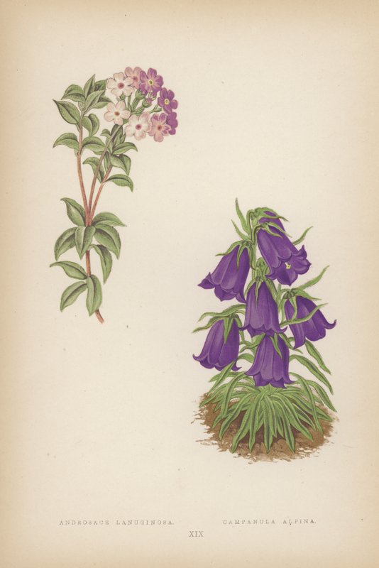 Androsace Lanuginosa; Campanula Alpina (kolorowa litografia) autorstwa English School