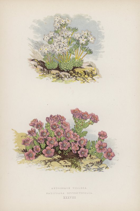 Androsace Villasa; Saxifraga Oppositefolia (kolor lito) autorstwa English School
