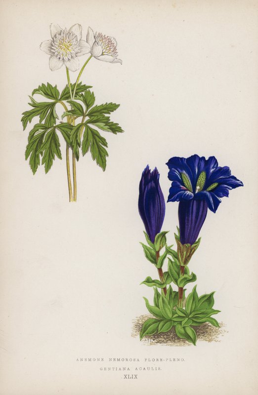 Zawilec drzewny jest w pełni kwitnący; Gentiana Acaulis (kolor lito) autorstwa English School