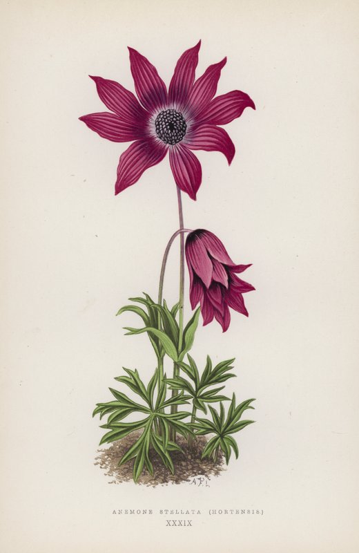 Anemone Stellata, Hortensis (kolorowa litografia) autorstwa English School