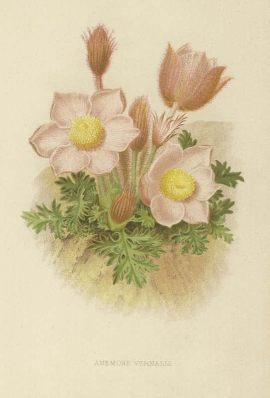 Anemone vernalis autorstwa English School