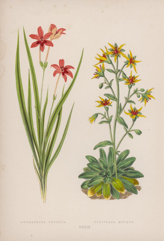 Anomatheca Cruenta; Saxifraga Mutata (kolorowa litografia) autorstwa English School