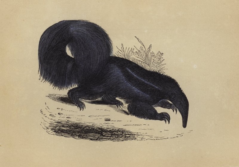 Ant-Eater (kolorowa litografia) autorstwa English School